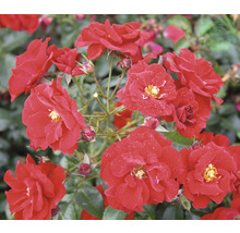 Närbild av röda rosenblommor