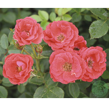Rosblommor med blad