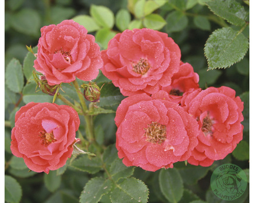 Buskros OMNIA GARDEN Rosa Charming Cover® 'Poulharmu' (Moderna Buskros-Gruppen) 5-pack