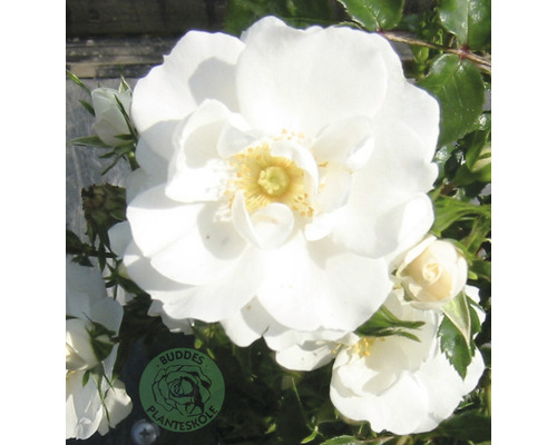 Buskros OMNIA GARDEN Rosa Diamond Border 'Pouldiram' (Moderna Buskros-Gruppen) 5-pack