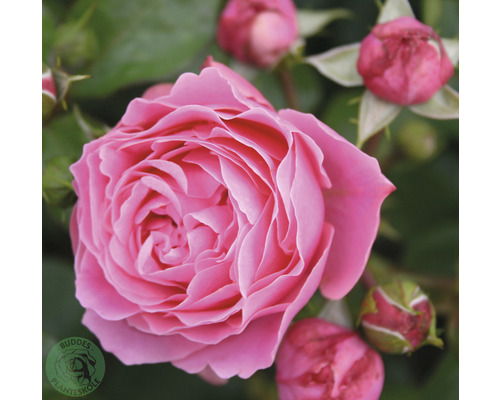 Ros OMNIA GARDEN Rosa Leonardo Da Vinci 'Meideauri' (Floribunda-Gruppen) 1-pack