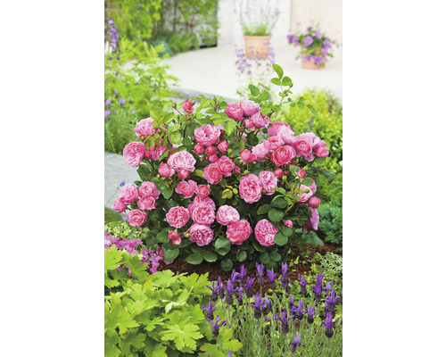 Blomsterrabatt med rosor och lavendel