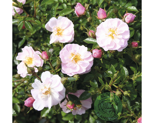 Buskros OMNIA GARDEN Rosa Gentle Cover 'Poullen' (Moderna Buskros-Gruppen) 5-pack