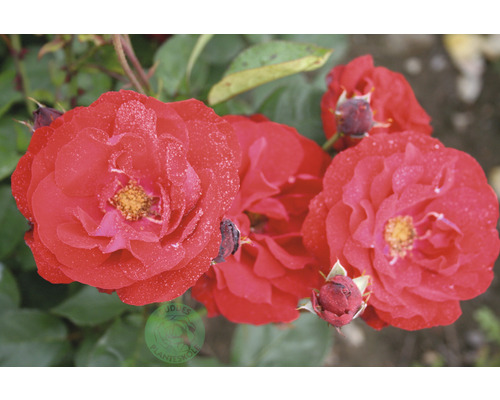 Närbild av en röd rabattros med blommor och knoppar