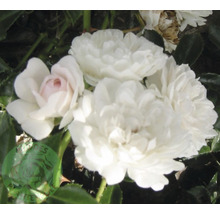 Närbild av vita rosblommor.