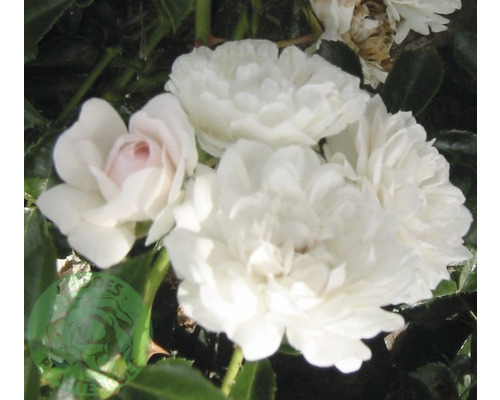 Närbild av vita rosblommor.