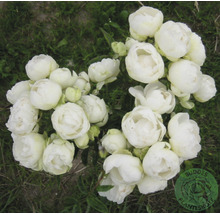 Närbild av vita pionblommor