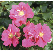Tre rosa rosenblommor med gula ståndare och gröna blad