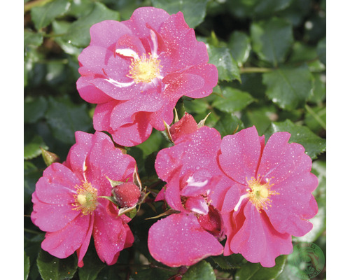 Tre rosa rosenblommor med gula ståndare och gröna blad