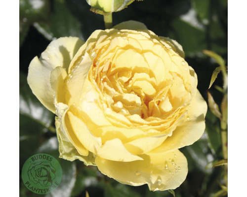 Ros OMNIA GARDEN Rosa Marselisborg 'Poulreb' (Floribunda-Gruppen) 5-pack