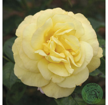 Gul rosblomma