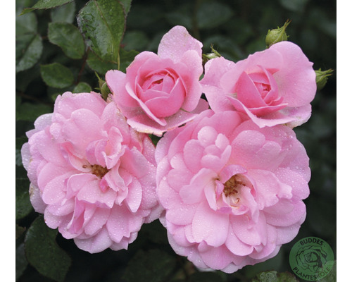 Klätterros OMNIA GARDEN Rosa Climbing Bonica 'Climbing Canibo' (Storblommiga Klätterros-Gruppen) 1-pack