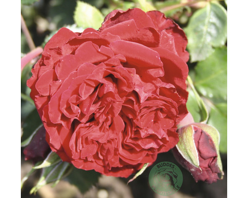 Klätterros OMNIA GARDEN Rosa 'Crazy in Love Red' (Storblommiga Klätterros-Gruppen) 5-pack