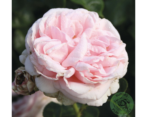 Klätterros OMNIA GARDEN Rosa Giardina (Storblommiga Klätterros-Gruppen) 10-pack