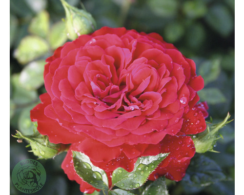 Klätterros OMNIA GARDEN Rosa Grand Award (Storblommiga Klätterros-Gruppen) 5-pack