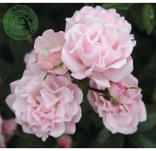 Närbild av fina, rosa rosenblommor