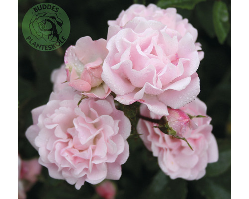 Klätterros OMNIA GARDEN Rosa Rosenholm 'Poulover' (Storblommiga Klätterros-Gruppen) 1-pack