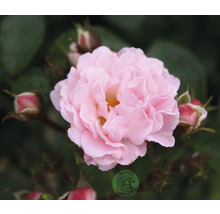 Närbild av en delikat, ljusrosa ros med blomknoppar och blad