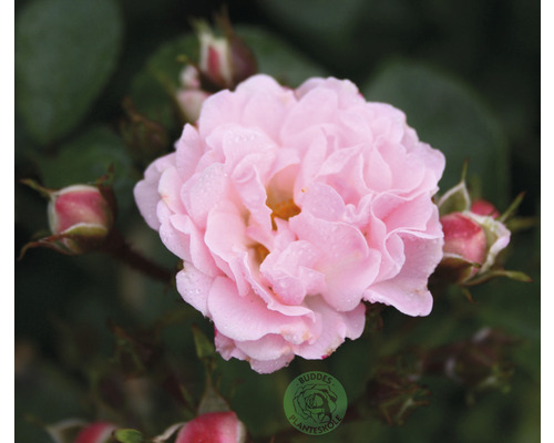 Närbild av en delikat, ljusrosa ros med blomknoppar och blad