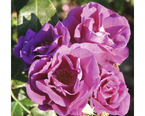 Buskros OMNIA GARDEN Rosa Rhapsody In Blue 'Frantasia' (Moderna Buskros-Gruppen) 5-pack