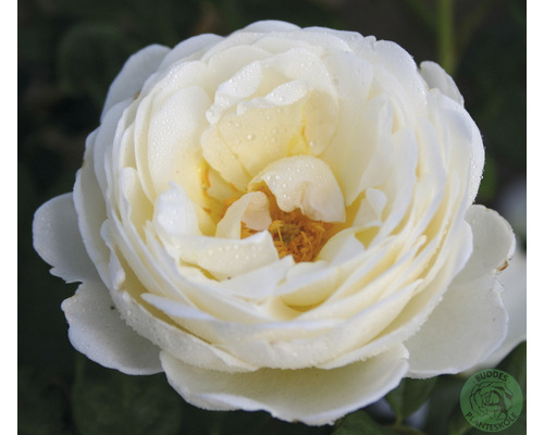 Klätterros OMNIA GARDEN Rosa Uetersener Klosterrose (Storblommiga Klätterros-Gruppen) 1-pack