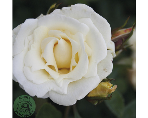 Buskros OMNIA GARDEN Rosa White Nights 'Poulaps' (Moderna Buskros-Gruppen) 1-pack