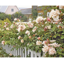 Rosenträdgård med blommande rosor framför ett staket