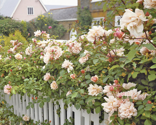 Rosenträdgård med blommande rosor framför ett staket