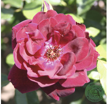 Närbild av en mörkröd rosblomma