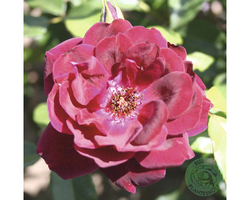 Ros OMNIA GARDEN Rosa 'Burgundy Iceberg' (Floribunda-Gruppen) 5-pack