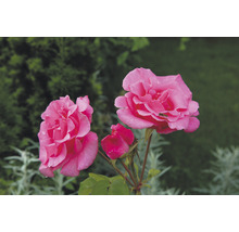 Närbild av rosa rosenblommor i trädgården