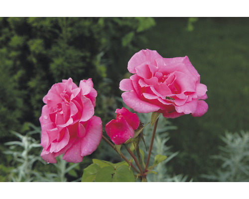 Ros OMNIA GARDEN Rosa Sofiero 'Poulsak' (Floribunda-Gruppen) 1-pack