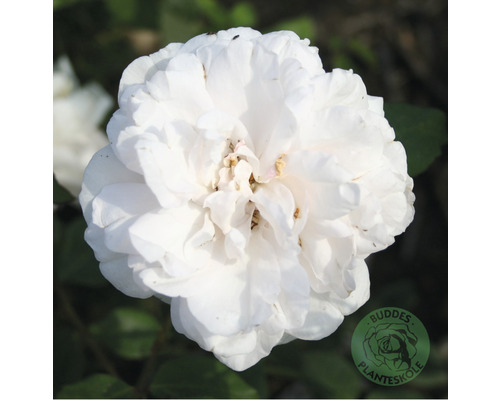 Ros OMNIA GARDEN Rosa 'Mme Alfred Carrière' (Noisette-Gruppen) 10-pack