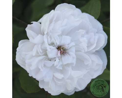 Ros OMNIA GARDEN Rosa 'White Jacques Cartier' (Portland-Gruppen) 5-pack