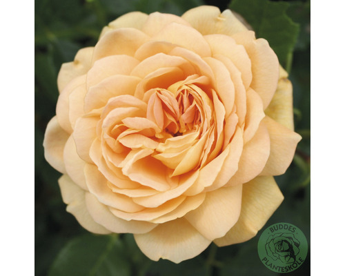 Buskros OMNIA GARDEN Rosa Golden Celebration 'Ausgold' (Moderna Buskros-Gruppen) 10-pack