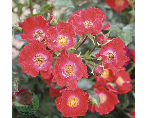 Buskros OMNIA GARDEN Rosa Bassino 'Kormixal' (Moderna Buskros-Gruppen) 5-pack