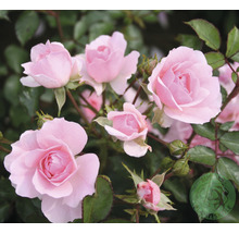 Buskros OMNIA GARDEN Rosa Bonica 'Meidomonac' (Moderna Buskros-Gruppen) 1-pack