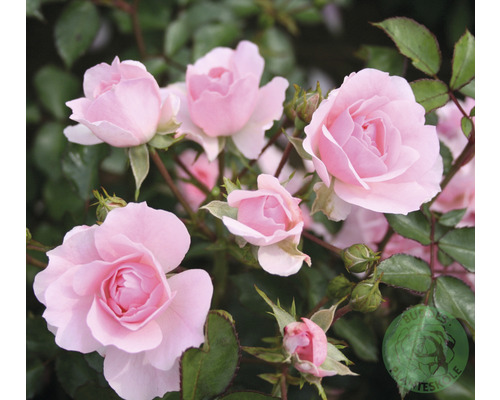 Buskros OMNIA GARDEN Rosa Bonica 'Meidomonac' (Moderna Buskros-Gruppen) 5-pack