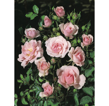 Buskros OMNIA GARDEN Rosa Bonica 'Meidomonac' (Moderna Buskros-Gruppen) 1-pack