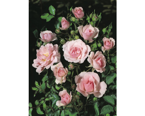 Ros med fina blommor och gröna blad