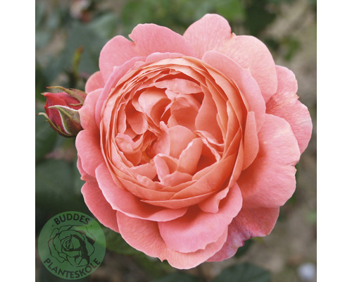 Buskros OMNIA GARDEN Rosa Summer Song 'Austango' (Moderna Buskros-Gruppen) 5-pack