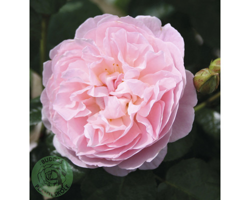 Buskros OMNIA GARDEN Rosa The Generous Gardener 'Ausdrawn' (Moderna Buskros-Gruppen) 1-pack