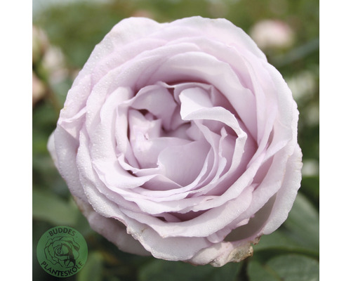 Buskros OMNIA GARDEN Rosa Bering Renaissance 'Poulberin' (Moderna Buskros-Gruppen) 1-pack