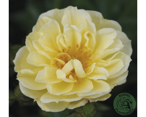 Buskros OMNIA GARDEN Rosa Golden Cover 'Poulgode' (Moderna Buskros-Gruppen) 1-pack