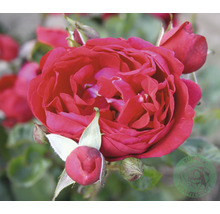 Närbild av en röd ros med blomknoppar