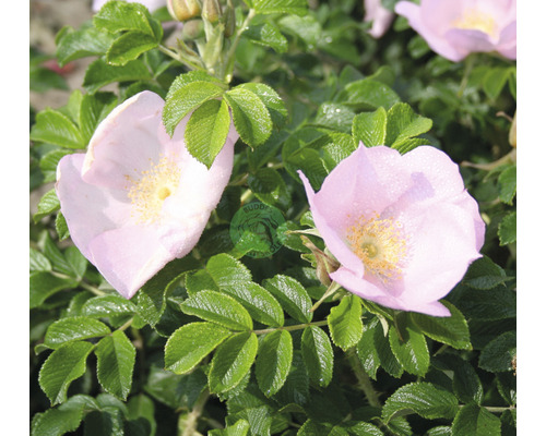 Närbild av Rosa rugosa blommor med gröna blad