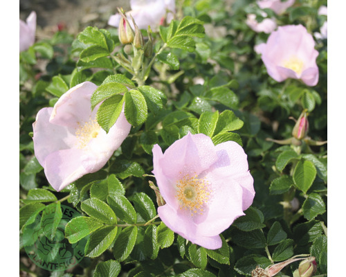 Ros OMNIA GARDEN Rosa 'Fru Dagmar Hastrup' (Rugosa-Gruppen) 5-pack