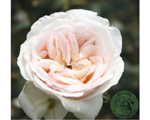 Buskros OMNIA GARDEN Rosa Julia Renaissance 'Poulheart' (Moderna Buskros-Gruppen) 5-pack