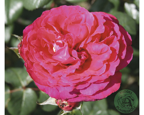 Buskros OMNIA GARDEN Rosa 'Katherine Renaissance' (Moderna Buskros-Gruppen) 5-pack