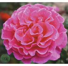 Närbild av en rosa ros med vattendroppar